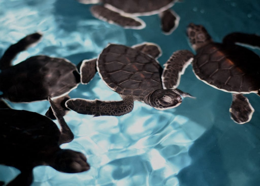 China Raises Alarm Over 'Spy Turtles' Targeting Coastal Secrets
