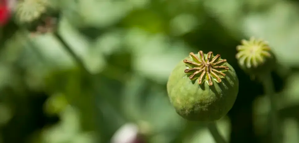 Afghanistan's Opium Production Drops 96%, Impact on Drug Trafficking Uncertain