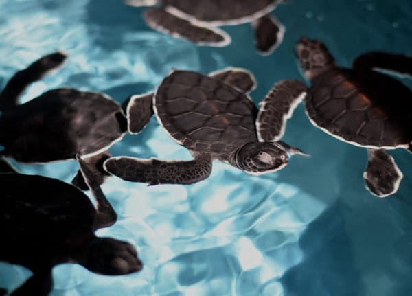 China Raises Alarm Over 'Spy Turtles' Targeting Coastal Secrets