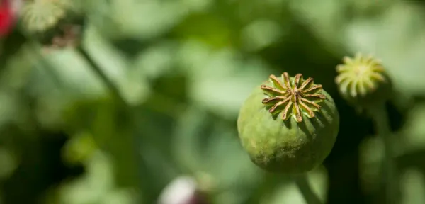 Afghanistan's Opium Production Drops 96%, Impact on Drug Trafficking Uncertain